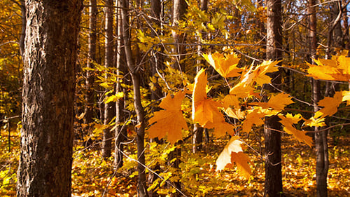 Beautiful Autumn Yellow Leaves