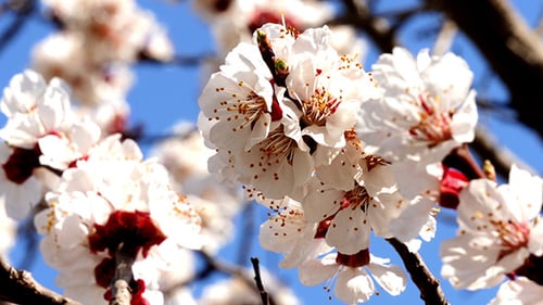 Tree Branch With Flowers