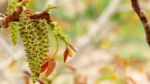 Blumen auf den Zweigen eines Walnussbaums