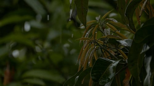 Rain Dropping With Tree