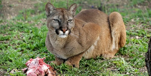 American Mountain Lion