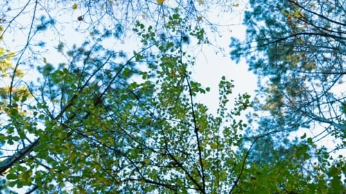 Green Trees In Autumn Forest