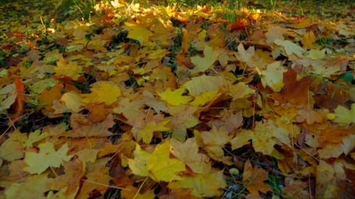Sunny Forest In Early Autumn