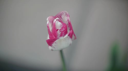 Pink and White Tulip Close Up