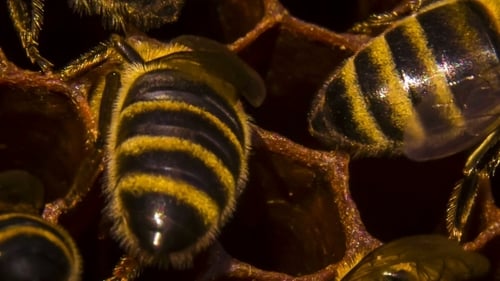 Honeycomb: Bees Eating Honey