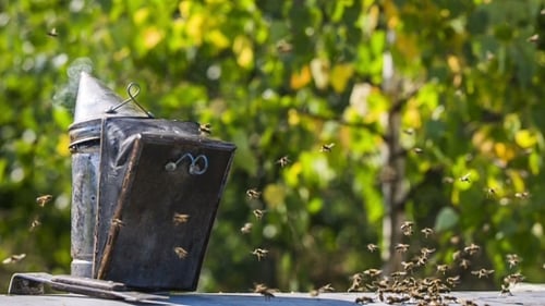 Bees Swarming Around Beekeeper's Smoker in Sunny Apiary