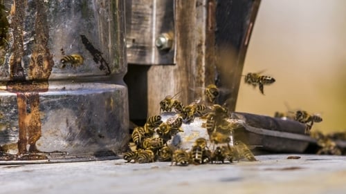 Les abeilles à la poursuite