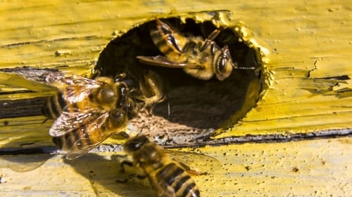 Alien de chasse aux abeilles