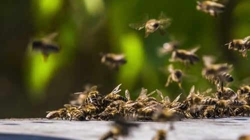 Bees Fighting With Aliens