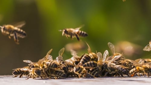 Swarm of Honeybees Clustering and Flying in Sunlight