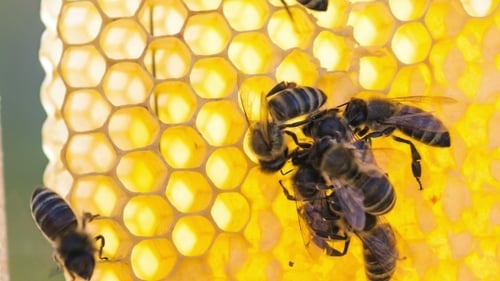 Bees on Honeycomb at Beehive