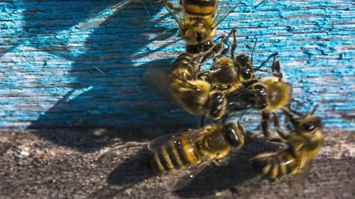 Honeybees Gather on Weathered Painted Wood