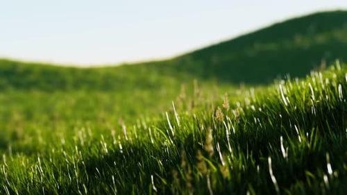 Grünes frisches Gras als schöner Hintergrund