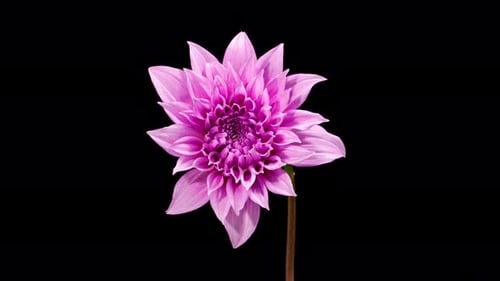 Dahlia Flower Blooming in Time Lapse on Black