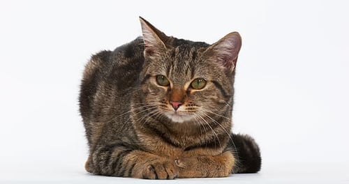 Brown Tabby Domestic Cat on White Background, Real Time 4K