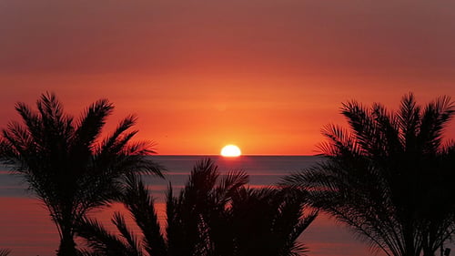 Landschaft mit Palmen Und Sonnenaufgang über dem Meer