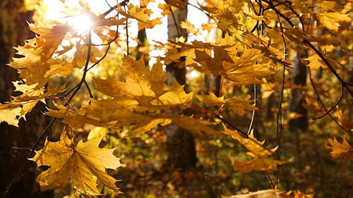 Beautiful Autumn Yellow Leaves And Sun