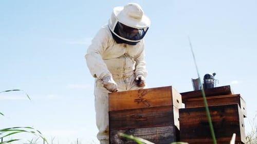 Beekeeper examining beehive