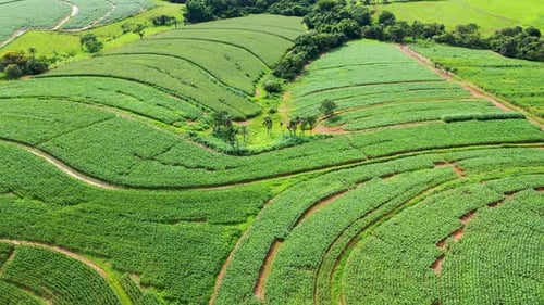 Lush Green Crops on a Rolling Farm Field