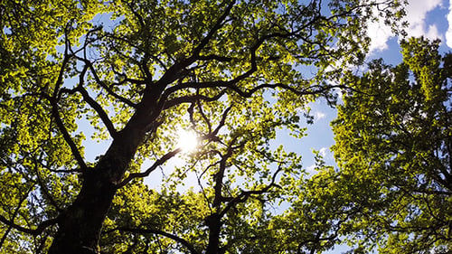 Sunlight Filtering Through Trees in a Forest