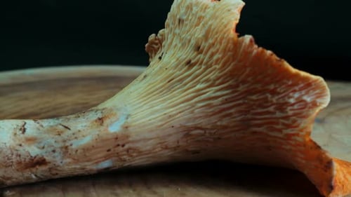 Rotation des champignons Chanterelle laineuse (Turbinellus floccosus)