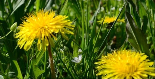 Dandelions Growing in a Field of Green Grass