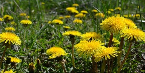 Dandelions in Spring Meadow Close-Up