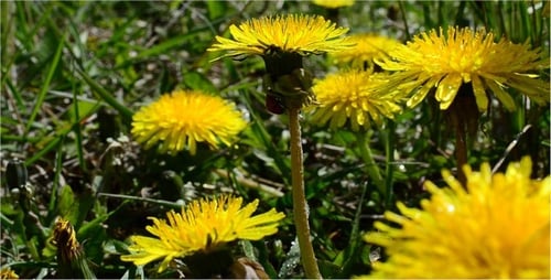 Dandelions in Meadow with Ladybug Crawling Up Stem