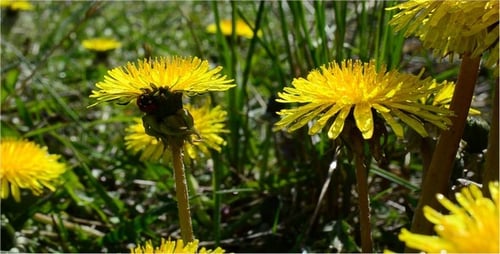 Ladybug on Dandelion in Sunny Spring Meadow
