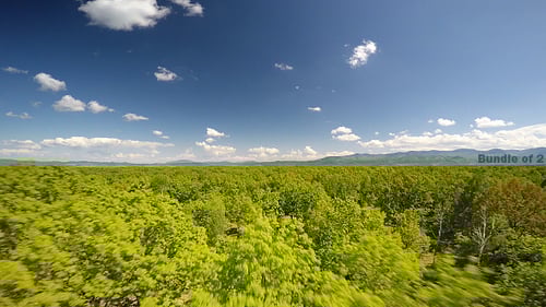 Green Natural Reservation Forest