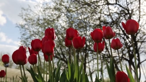 Red Tulips Swaying Gently in the Breeze