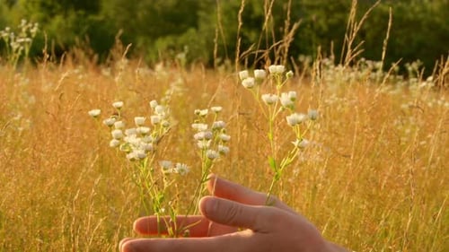 b Roll Wildflowers on the Field