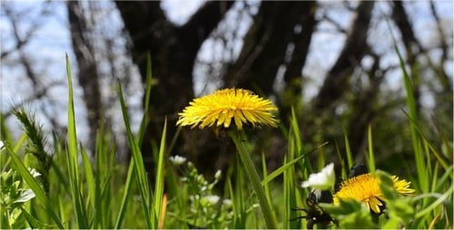 Field of Dandelions and Green Grass in Spring