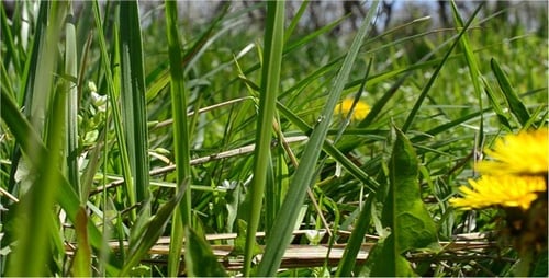Frühling 14