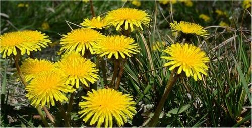 Dandelions Blooming in Spring Meadow