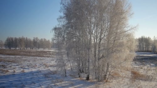 Trees With Snow In Winter Rural Park