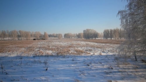 Trees With Snow In Winter Rural Park