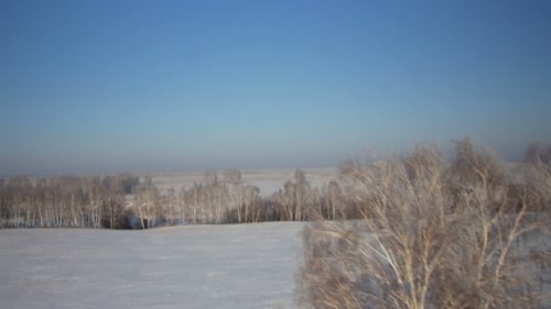 Arbres avec neige dans le parc rural d'hiver