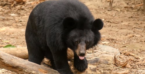 Black Bear Looking