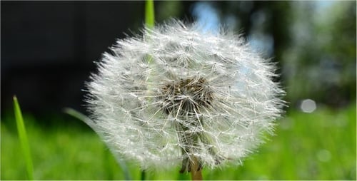 Fluffy Dandelion Seed Head in Green Grass