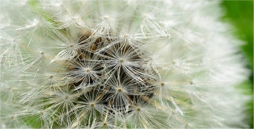 Detailed Macro View of Dandelion Seed Head