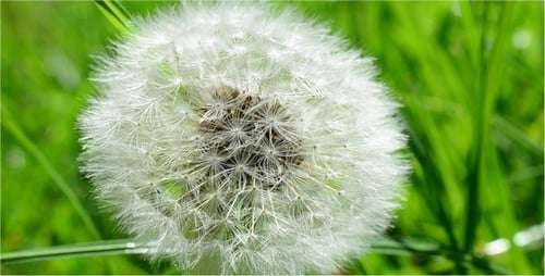 Dandelion 23