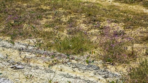Dry Cracked Land with Sparse Vegetation