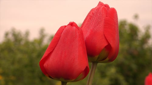 Red Tulips with Water Droplets in Nature