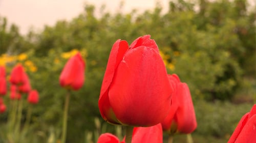 Red Tulips Blooming in Garden on Sunny Day