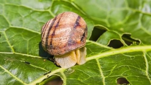 Snail Crawling on a Green Leaf in Nature