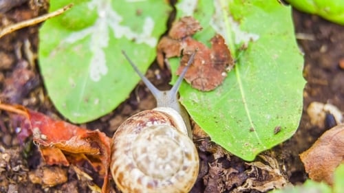 Snail Crawling Near Green Leaves on the Ground