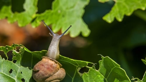 Snail Crawling on Bright Green Leaf