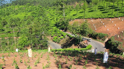 Route entre les plantations de thé à Munnar Kerala