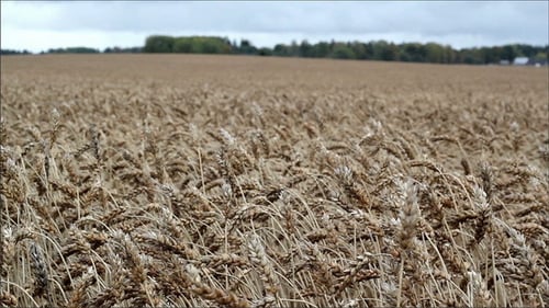 Large Open Hay Field with Trees from a Distance